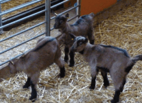 Capture d’écran 2018-03-26 à 18.00.59.png